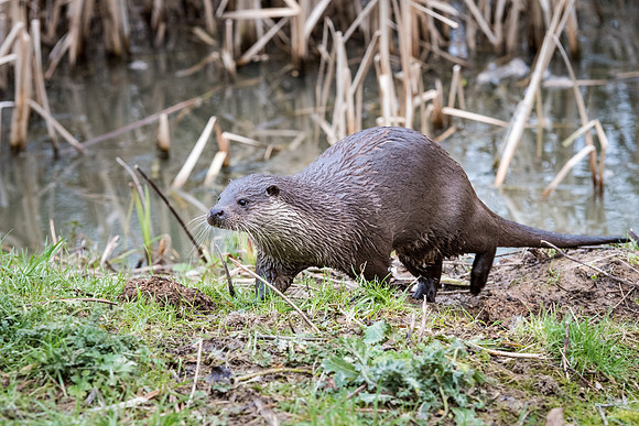 Otter -5