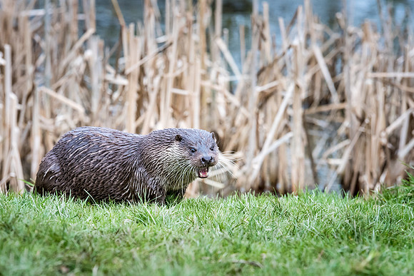 Otter -6