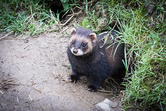 Polecat