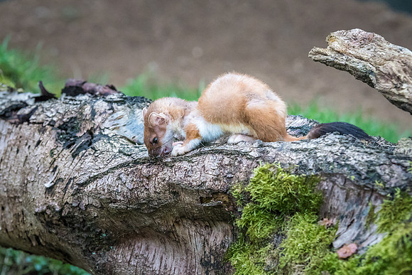 Weasel