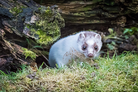 White Stoat