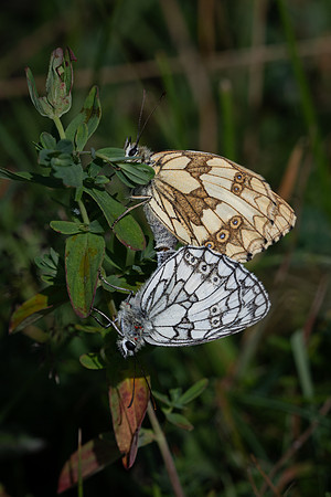 Marbled White 290623-2