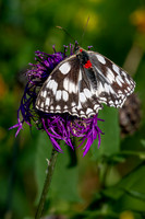 Marbled White with Trombidium breei