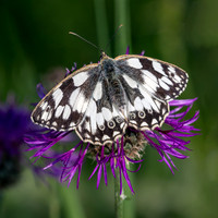 Marbled White 290623-1