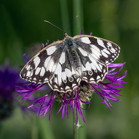 Marbled White 290623-1