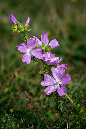 Musk Mallow 290623