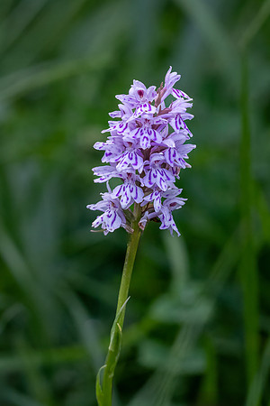 Spotted Orchid 290623