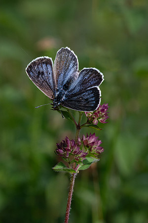 Large Blue 290623-3