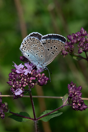 Large Blue 290623-2