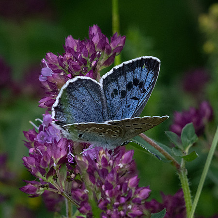 Large Blue 290623-1