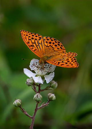 Silver-washed Fritillary 290623