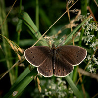 Ringlet 290623-1