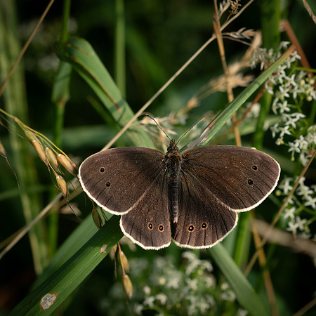 Ringlet 290623-1