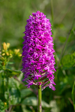Pyramidal Orchid