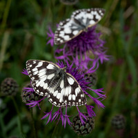 Marbled Whites 290623