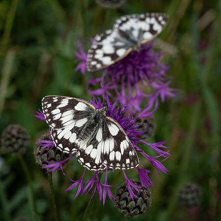 Marbled Whites 290623