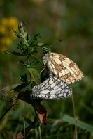Marbled Whites Mating 290623