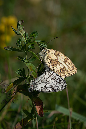Marbled Whites Mating 290623