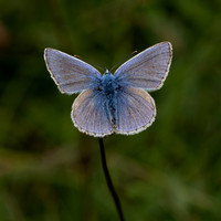 Common Blue 290623-1