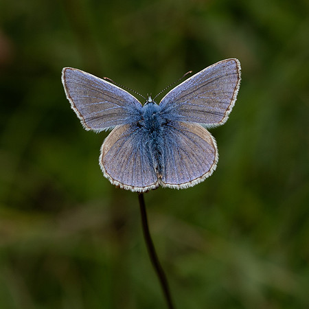 Common Blue 290623-1