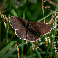 Ringlet 290623-2