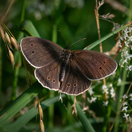 Ringlet 290623-2