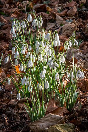 Rococo Snowdrops -12