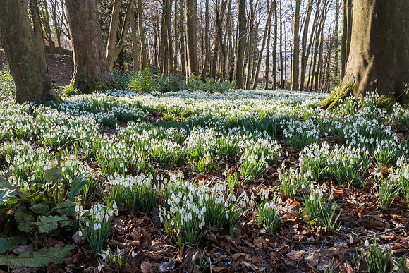 Rococo Snowdrops -1