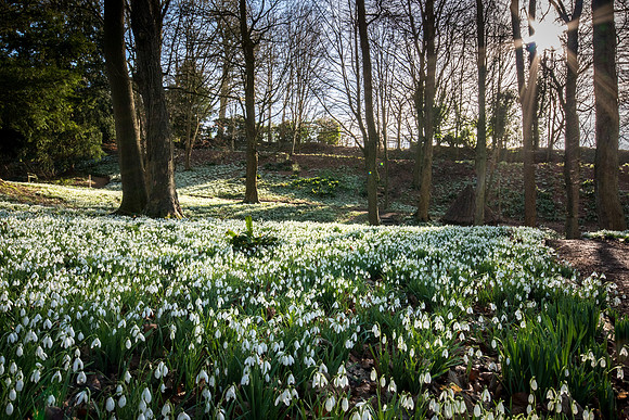 Rococo Snowdrops -3
