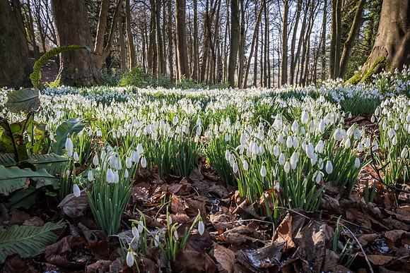 Rococo Snowdrops -4