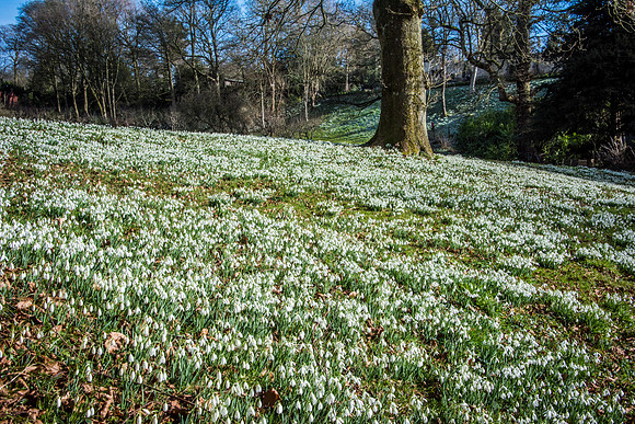 Rococo Snowdrops-2
