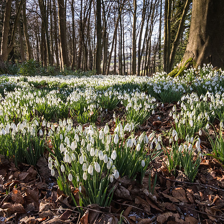 Rococo Snowdrops -5