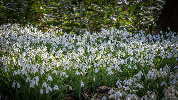 Rococo Snowdrops -8