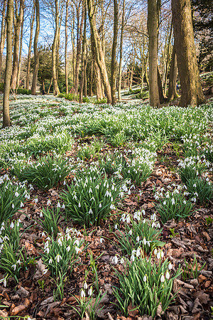 Rococo Snowdrops -9