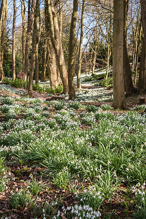 Rococo Snowdrops -10