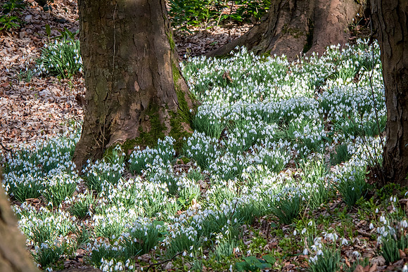 Rococo Snowdrops -11