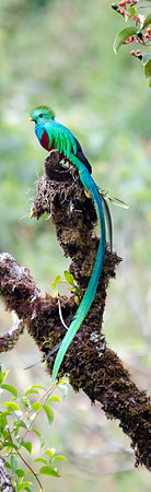 Resplendent Quetzal Male