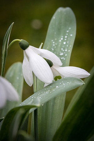 Snowdrops -3