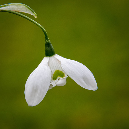 Snowdrop