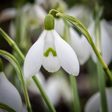 Snowdrops -2