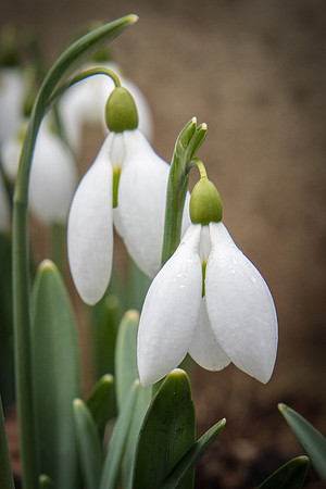 Snowdrops -1