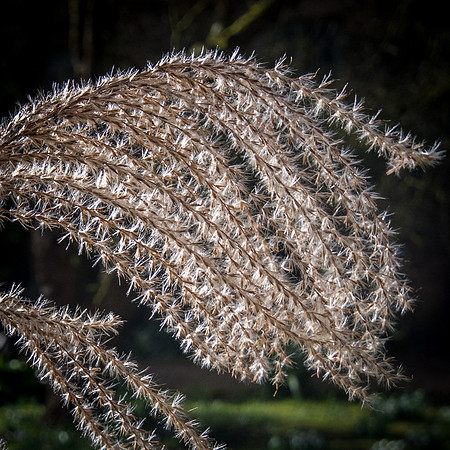Backlit Grass