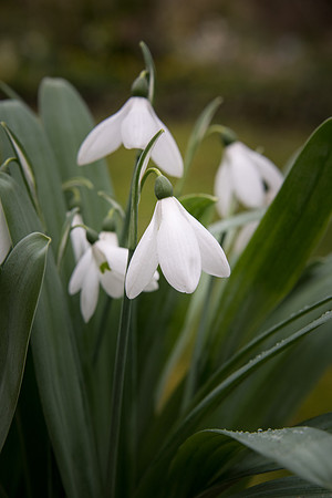 Snowdrops -4