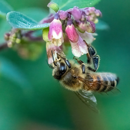 Honey Bee 080822