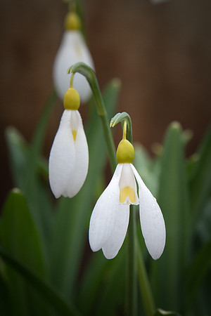 Snowdrops -5