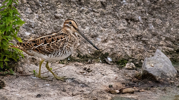 Common Snipe 090822 -2