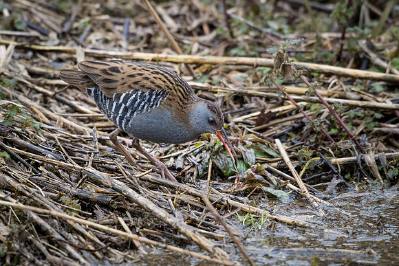 Water Rail -6