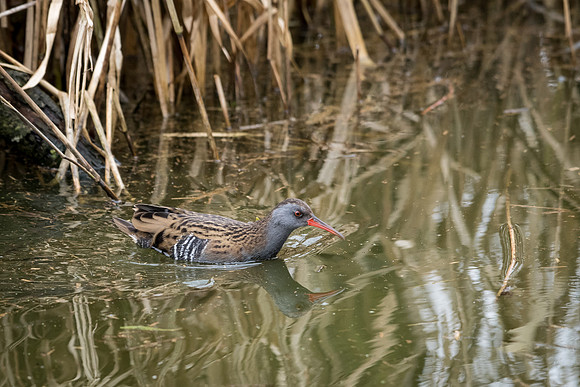 Water Rail -4