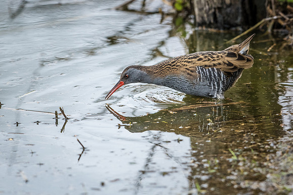Water Rail -2
