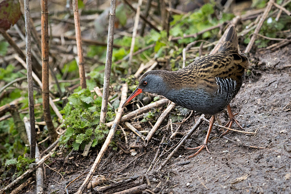 Water Rail -1